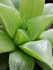 Haworthia