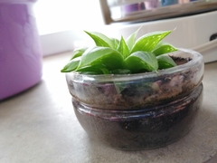 Haworthia