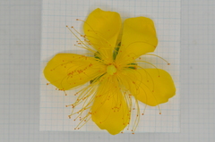 Hypericum monogynum