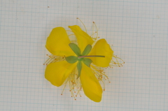 Hypericum monogynum