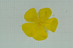 Hypericum geminiflorum
