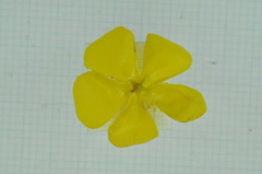 Hypericum geminiflorum