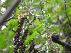 Echeveria chapalensis