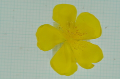 Hypericum geminiflorum