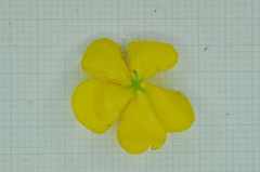 Hypericum geminiflorum