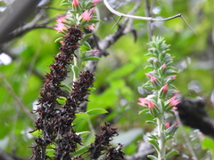Echeveria chapalensis