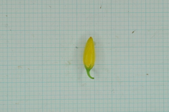 Hypericum geminiflorum