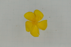 Hypericum geminiflorum