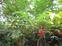 Rubus fraxinifolius