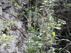 Echeveria chapalensis