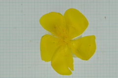 Hypericum geminiflorum