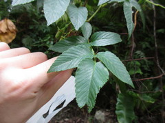 Rubus fraxinifolius