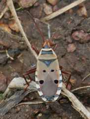 Probergrothius
