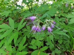 Hydrophyllum virginianum