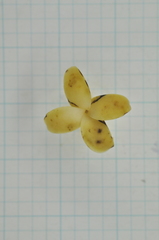 Diospyros maritima