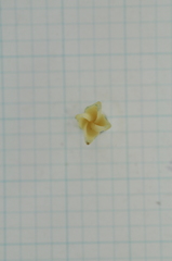 Diospyros maritima