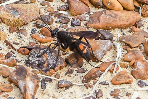 Anoplius americanus photo 2