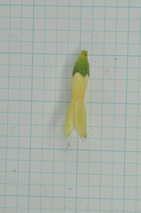 Diospyros maritima