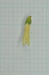Diospyros maritima