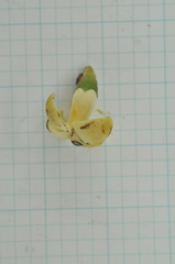 Diospyros maritima
