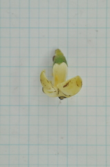 Diospyros maritima