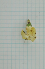 Diospyros maritima
