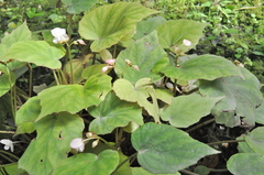 Begonia bouffordii
