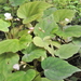 Begonia bouffordii - Photo (c) 特有生物研究保育中心, alguns direitos reservados (CC BY-NC), uploaded by 特有生物研究保育中心