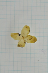 Diospyros maritima