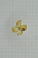 Diospyros maritima