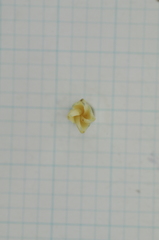 Diospyros maritima