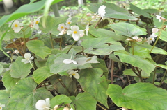 Begonia bouffordii