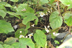Begonia bouffordii