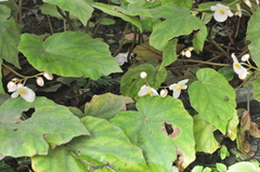 Begonia bouffordii