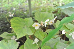 Begonia bouffordii