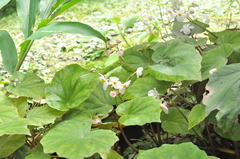 Begonia bouffordii