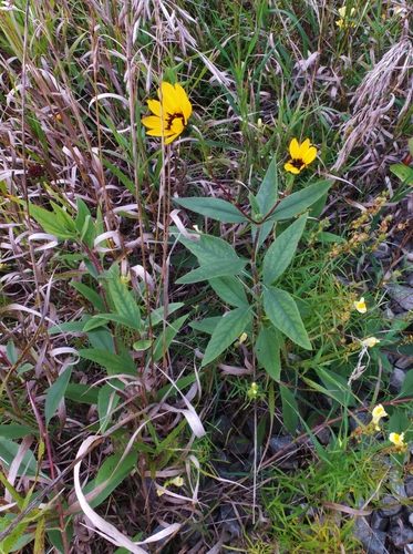 Helianthus pauciflorus ssp. subrhomboideus