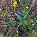 Rhombic-leaved Sunflower - Photo (c) William Van Hemessen, some rights reserved (CC BY-NC), uploaded by William Van Hemessen