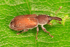 Magdalis armicollis