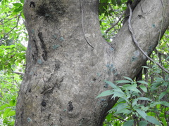 Bursera penicillata