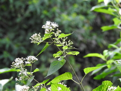 Chromolaena collina