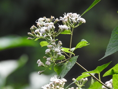 Chromolaena collina