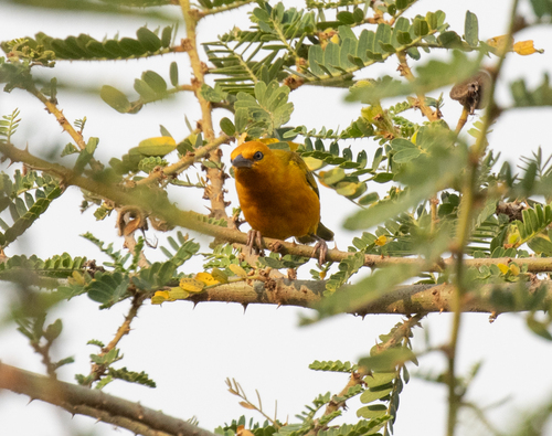 Orange Weaver (Ploceus aurantius), photo 6