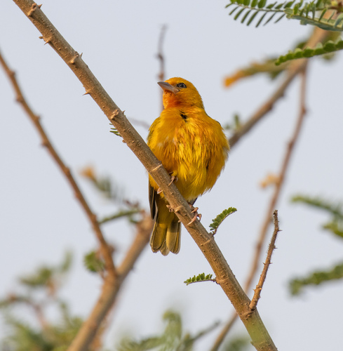 Orange Weaver (Ploceus aurantius), photo 6