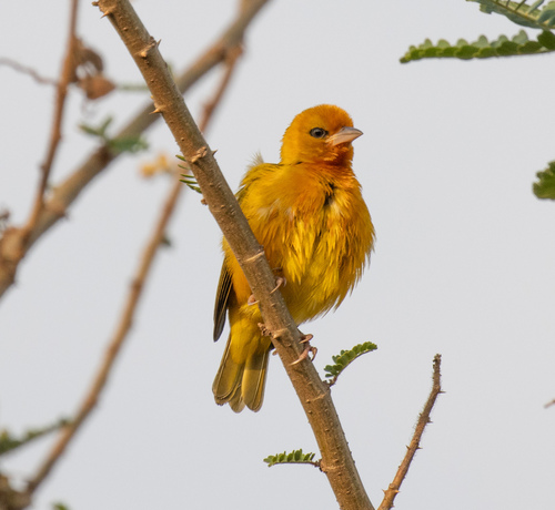 Orange Weaver (Ploceus aurantius), photo 5