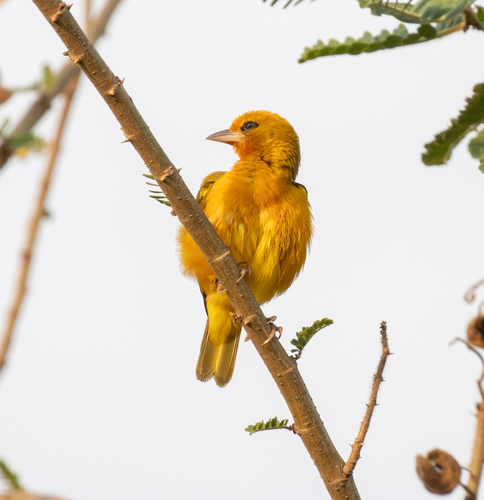 Orange Weaver (Ploceus aurantius), photo 2