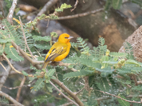 Orange Weaver (Ploceus aurantius), photo 4