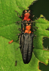 Agrilus ruficollis