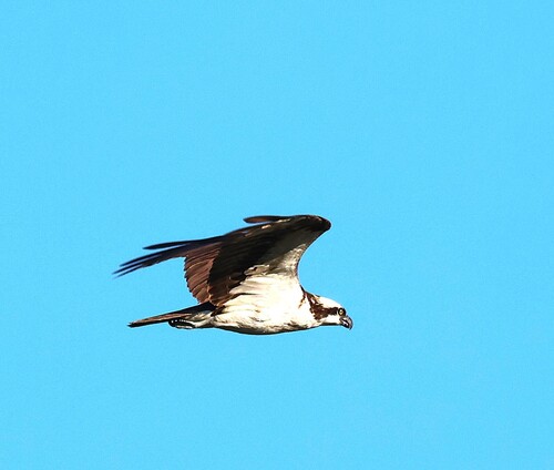 Osprey