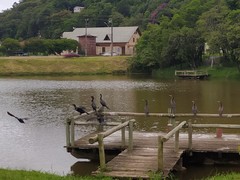 Nannopterum brasilianum